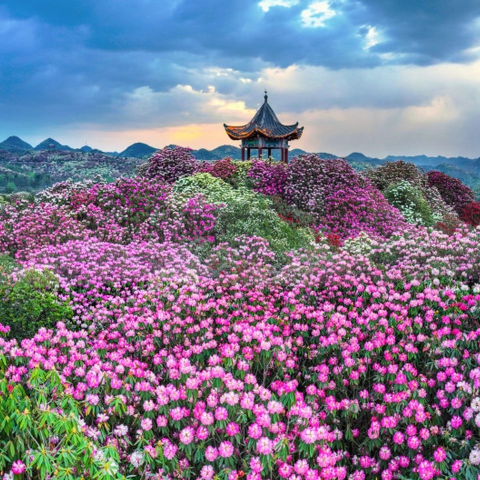 花海智管 赋能升级｜小泥人助力贵州省百里杜鹃景区票务系统智慧运营
